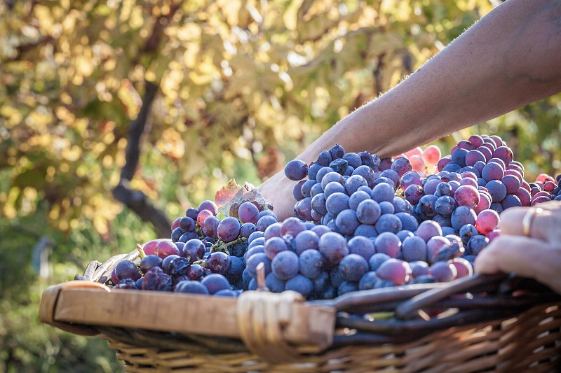 Processo para as boas práticas na produção de uva iniciam em julho