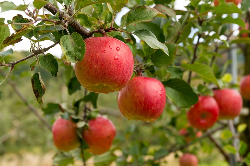 Ministério da Agricultura, Pecuária e Abastecimento atualiza Zarc para as lavouras das maçãs
