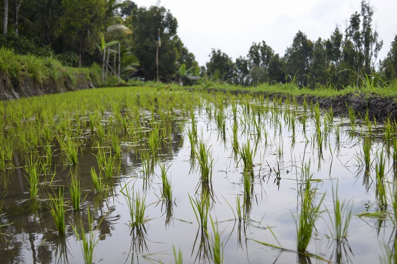 áreas de risco para o plantio do arroz irrigado em Santa Catarina e área do Paraná