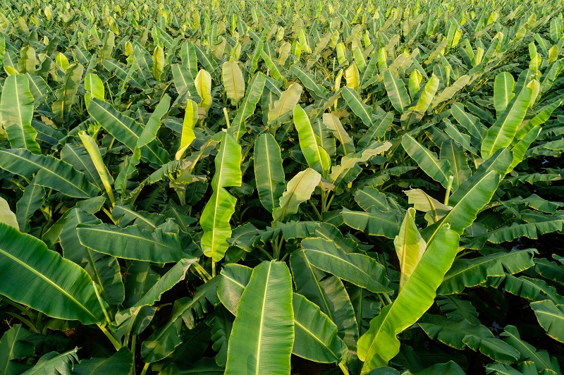Ministério da Agricultura adverte sobre doença sem cura da bananeira
