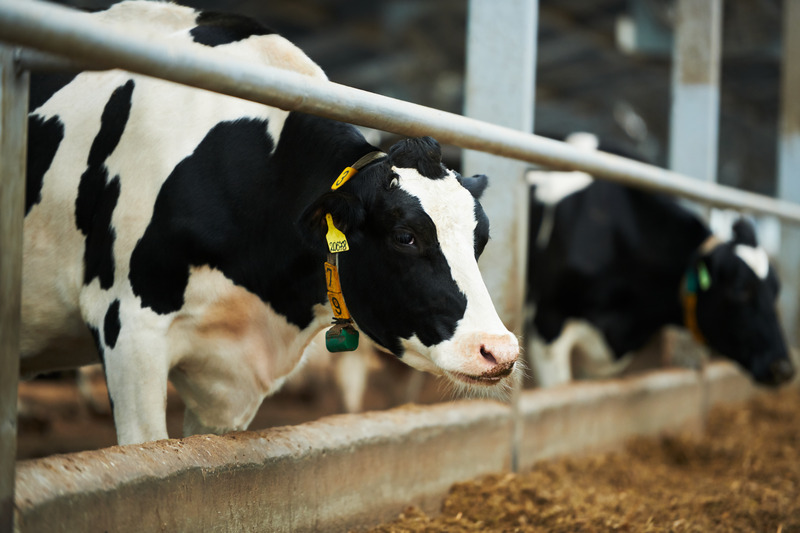 Brasil alinha procedimentos para controle da doença da vaca louca com padrões internacionais