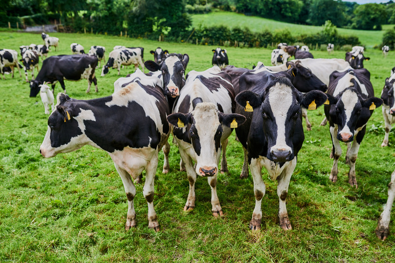 A Internet das Vacas: como conectividade revoluciona o bem-estar animal