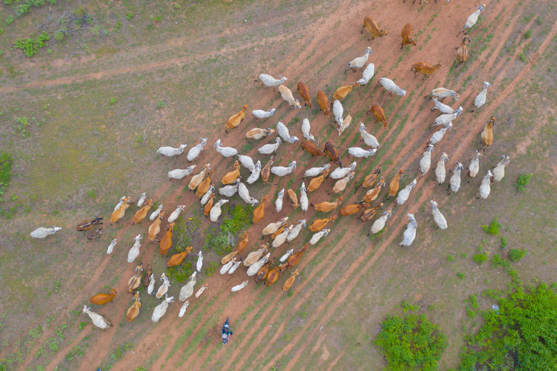 Gestão de pastagens com drones: planejamento que aumenta a rentabilidade