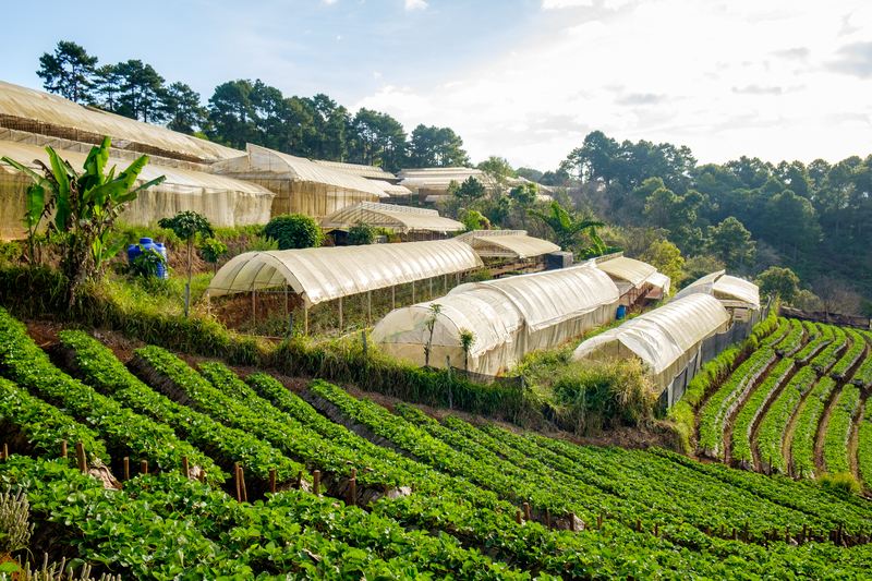 O papel da pecuária e o agro no equilíbrio climático global