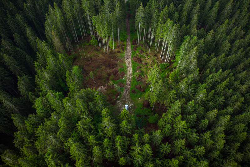 Silvicultura sustentável: o equilíbrio entre produção e preservação
