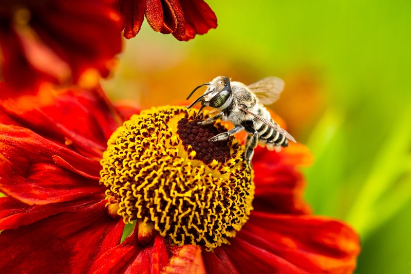 Polinização sustentável ganha protagonismo ao unir proteção ambiental e segurança alimentar