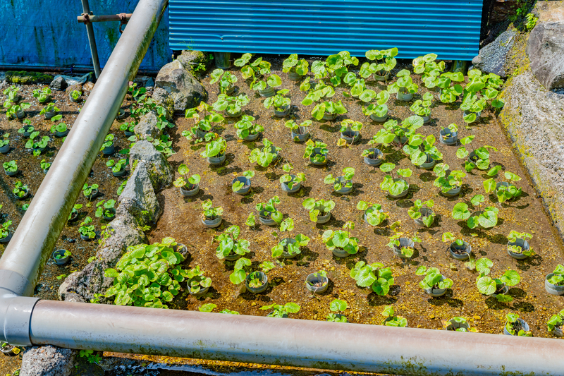 Tecnologia de Cultivo Subaquático: a inovação que está levando a produção agrícola para além do solo