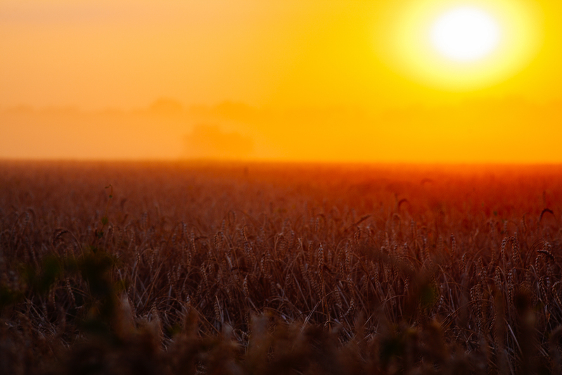 Ondas de calor impõem novos desafios à produção agropecuária e reforçam a importância do planejamento no campo