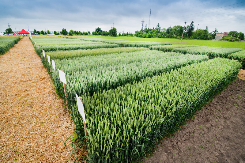 Quando a origem ganha valor, a produção regional encontra novos caminhos no agronegócio