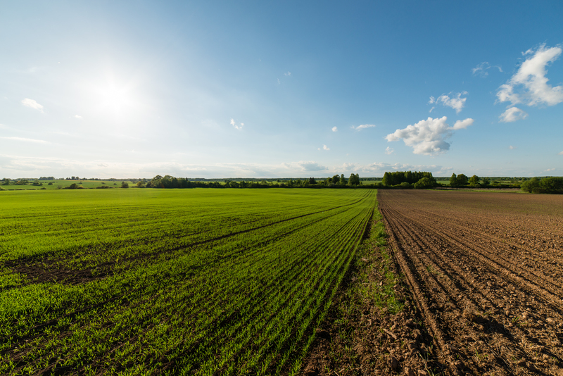 Clima e saúde vegetal: o tempo também decide a lavoura